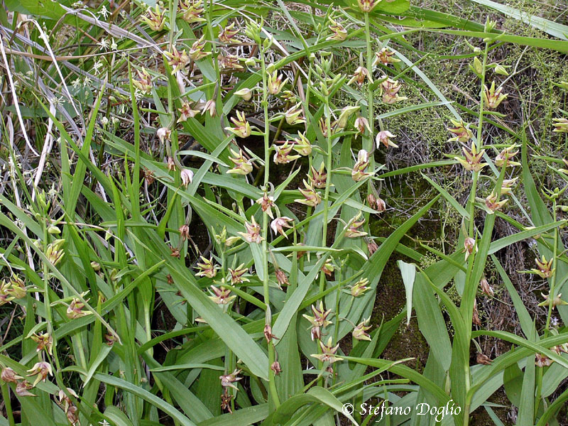 orchidee dal mar Nero turco (2)